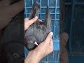 Teddy kabutar ki video #pigeon #teddypigeons #kabootar