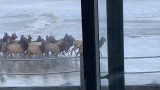 Elk beating King Tide, 1/10/2021