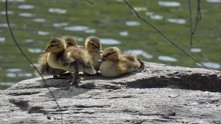 Nesting Canada Goose Meets The Ducklings by quote_nature 304 views 2 weeks ago 3 minutes, 46 seconds
