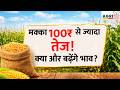 मक्के में ₹100+ की तेज़ी ! | Makka Bhav Today | Market Update