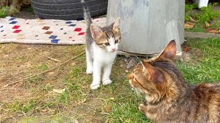 Hyperactive cute kitten drives mother cat crazy
