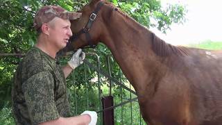 Обучение жеребенка 3 часть.  Мягкие методы. HX. foal training