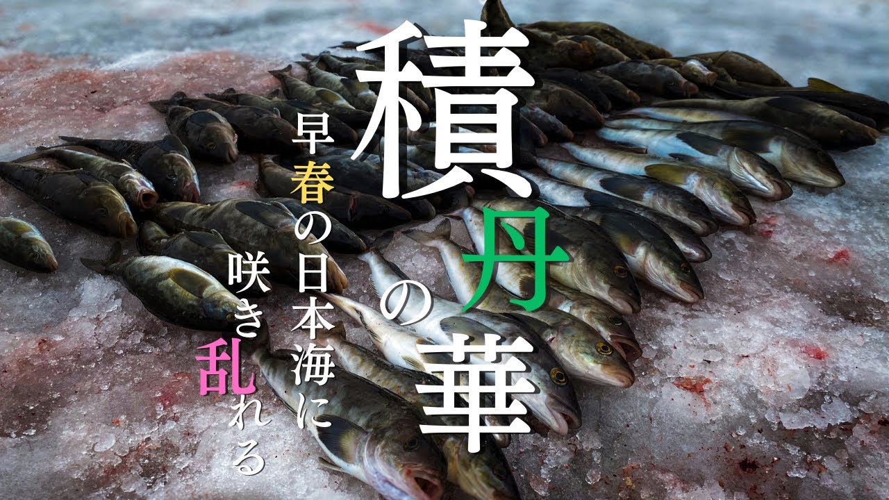 【ホッケ】【解説付き】【高画質】日本海某漁港でただひたすらホッケが釣れる動画。