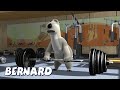 Бернард Медведь | Тренажерный зал 2 И БОЛЬШЕ | Мультфильмы для детей | Полные эпизоды