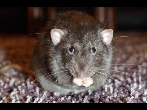 Оригинальный способ избавиться от крыс - YouTube