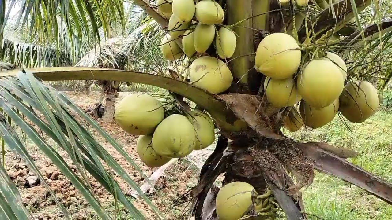PANEN KELAPA MUDA GENJAH ENTOG PENDEK BERBUAH LEBAT