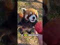 Panda Kecil Si Pencinta Manis yang Manja