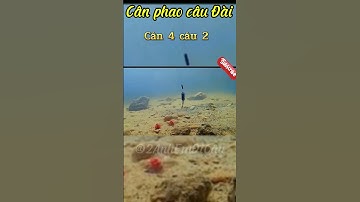 Cân phao câu ĐÀI cân 4 câu 2 🎣 🎣🎣💥 #fishing #fish #shots #cauca #caucagiaitri