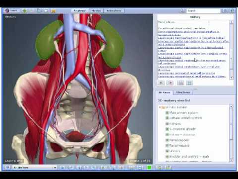 3D Human Anatomy for Urology - YouTube