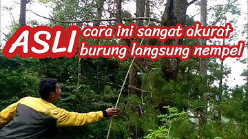 CARA MIKAT BURUNG RAMBATAN PARUH MERAH