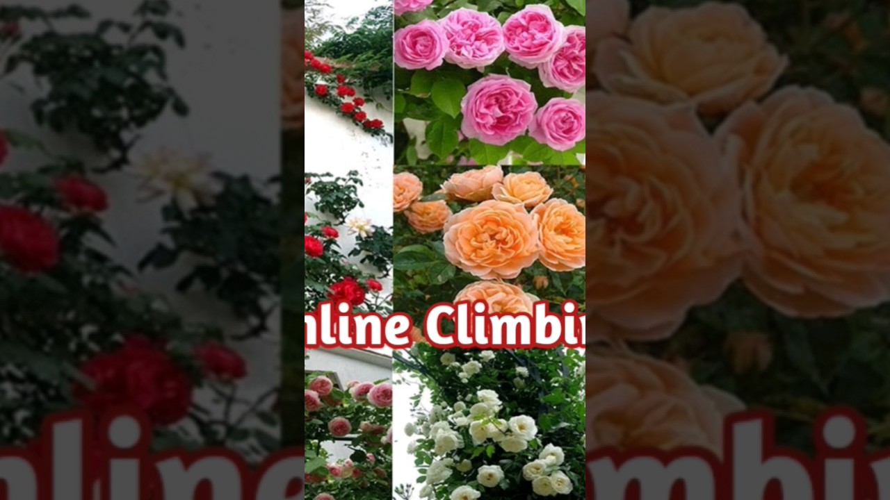 Unboxing Online Climbing Rose seed