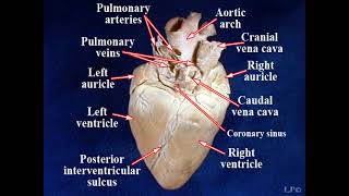 Heart (Sheep) External Anatomy