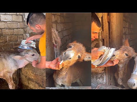 العجل عنتر وعيد و تجميعه فيديوهات مضحكه و كوميديه جدا ايمن محمد