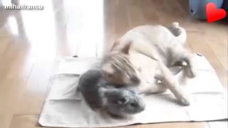 Любовь животных Любовь животных