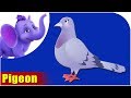 Pigeon  song on birds  4k  appu series