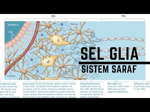 Sel Glia | Pembahasan Materi Sistem Saraf