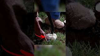 Man found a golden egg laying duck 😱 #shorts #viral #movies #cinemarecap