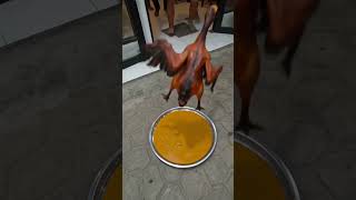 the roasted duck came back to life and suddenly flew away.