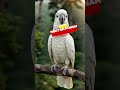 Fakta Mengejutkan Kakaktua Tanimbar 🦜 Burung Langka Indonesia yang Hampir Punah!