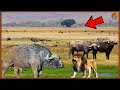 CURIOSIDADES Sobre o Búfalo Africano Tudo Que Você Não SABIA Sobre Esse ANIMAL !!!