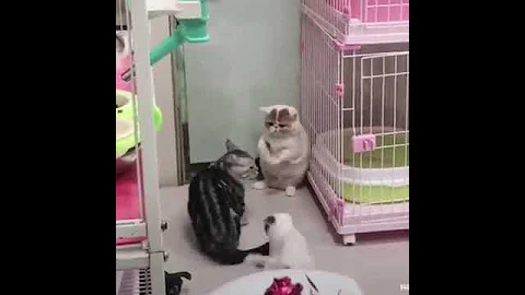 Watch the video about Cat Series