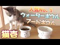 【猫壱】大人気フード＆ウォーターボウルを子猫にプレゼントしてみた‼︎ Kitten cat food bowl and water bowl presented to kittens