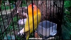 Suara burung lovebird jawara: Prestige di Blog Om Kicau  - Durasi: 1:42. 