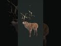 😱215 kills😱 NO FREAKING WAY!  | The Hunter: Call of The WILD