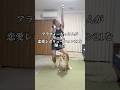 センターは譲れない柴犬(スルースキル炸裂) #柴犬 #shorts