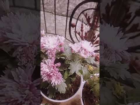 Video: Kuukaktuskasvit – Kuukaktuksen kasvattaminen