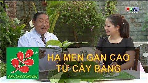 TÁC DỤNG HẠ MEN GAN CAO TỪ CÂY BÀNG - Lương Y Nguyễn Công Đức