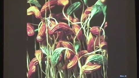 Differentiated Structures in Nature and Design - Part 3