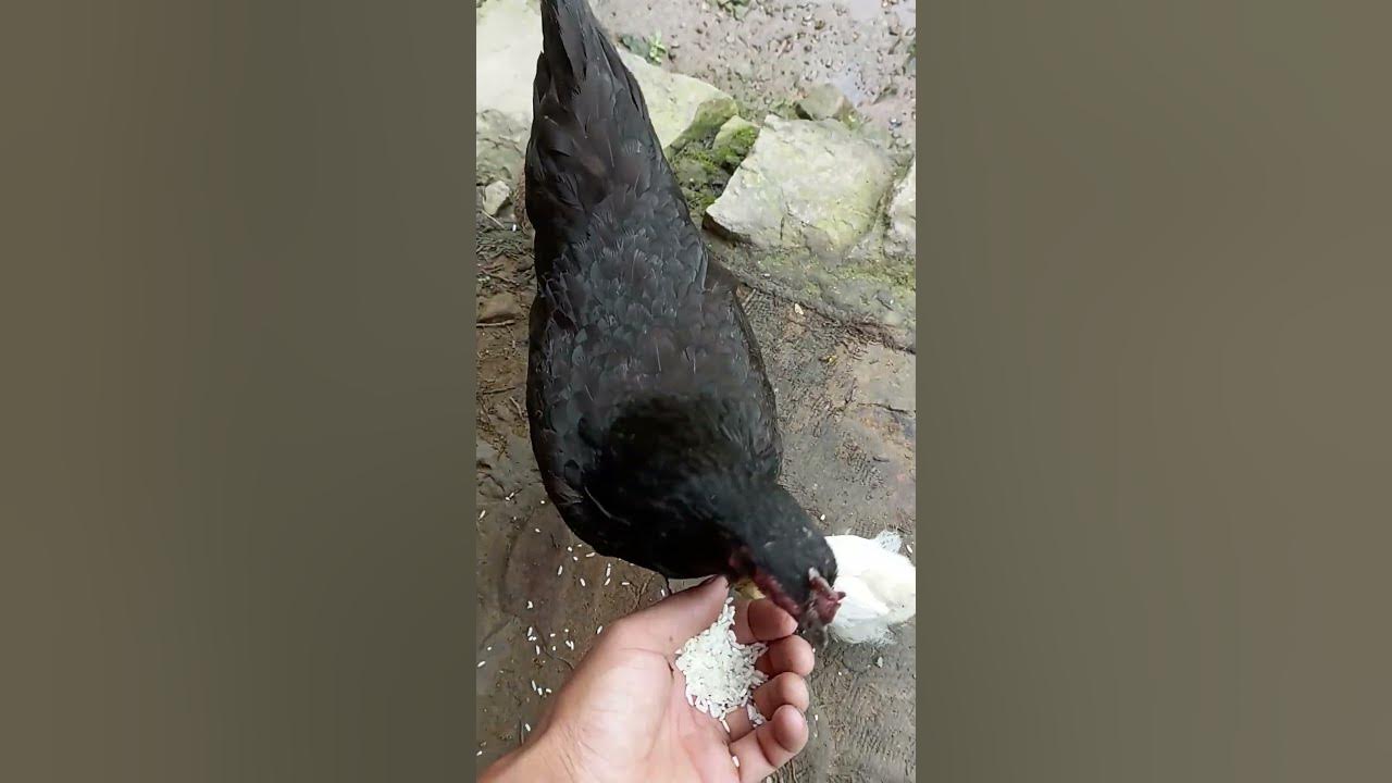 feeding 🐔 - YouTube