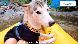 Take My Husky to Surf and in The End He Panicked and Ran Ashore, Leaving His Master Alone by PTB My Pet 21 views 3 years ago 1 minute, 9 seconds