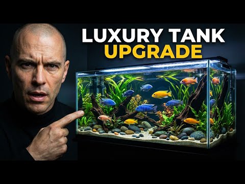 Cichlid Setup 10 Fixes That Make it look EXPENSIVE
