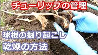 Tulip 園芸 Gardening チューリプの球根の掘り起こし方 乾燥のやり方紹介 Youtube