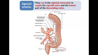 Arteries of the Digestive Tract (3) - Inferior Mesenteric Artery - Dr. Ahmed Farid
