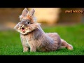 История кролиководства