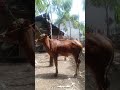 Sapi asli pulau Sepudi madura