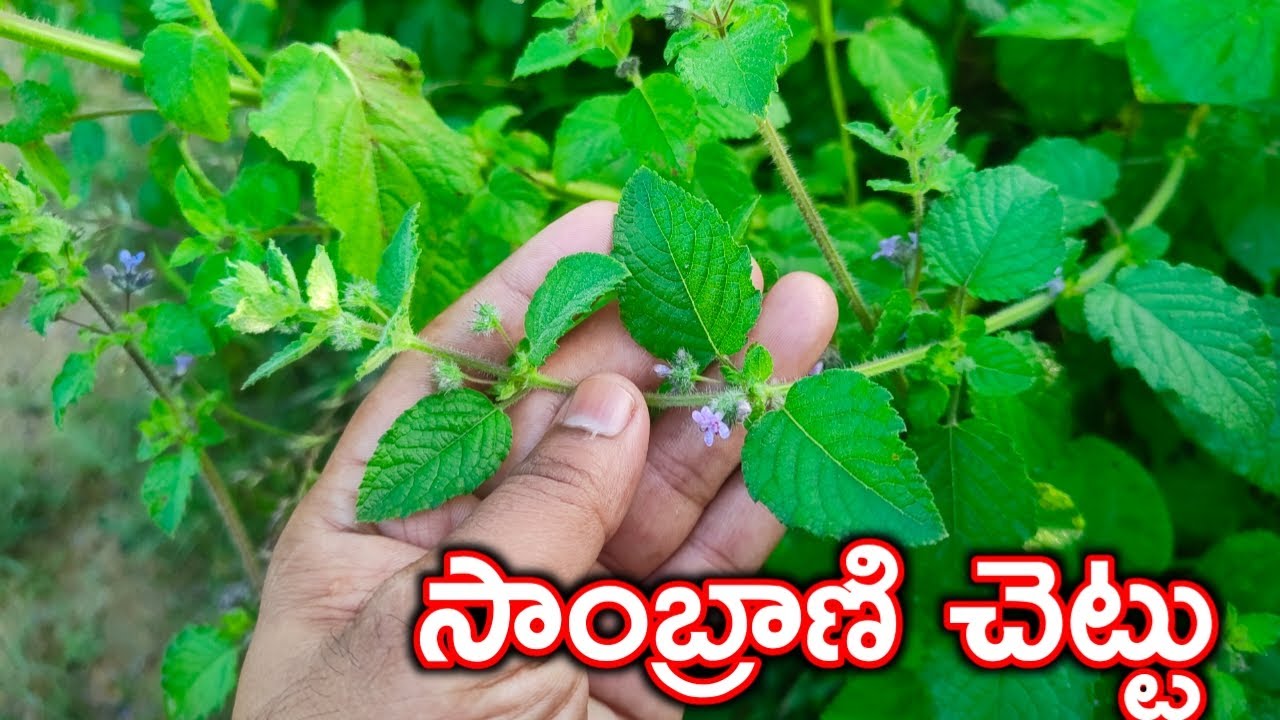 సాంబ్రాణి చెట్టు గురించి sambrani chettu upayogalu in telugu