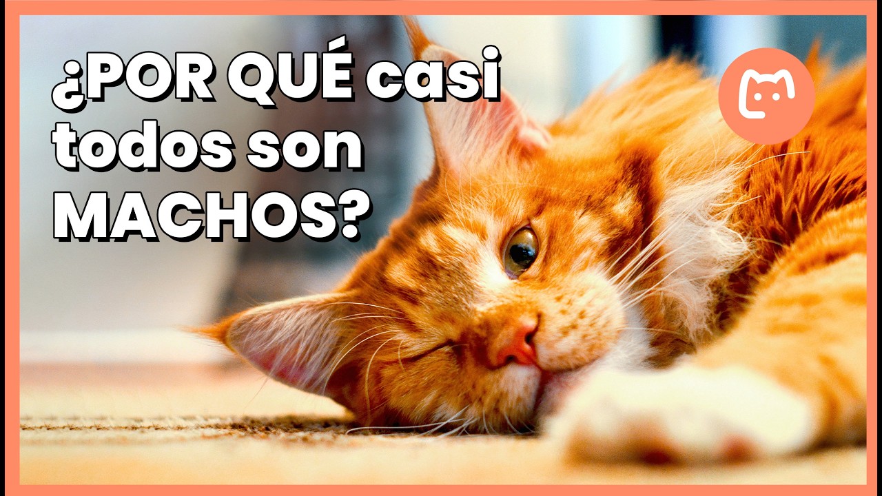 ¿Por qué casi todos los GATOS NARANJAS son MACHOS? La respuesta está en su ADN 