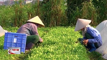 Liên kết sản xuất và tiêu thụ sản phẩm nông nghiệp