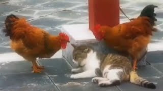 Irritating Cat during sleeping by two Hens 😂😂😂😂||viral memes|||