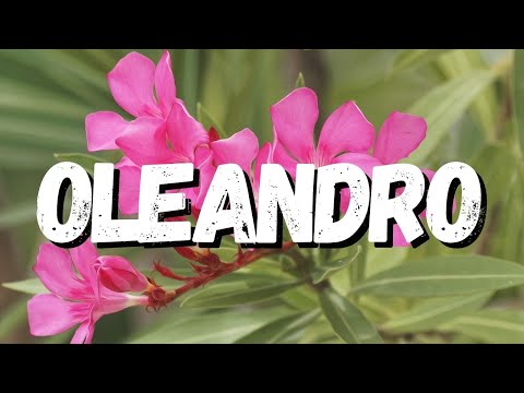 Vídeo: Dicas sobre plantas de loendro no inverno - Aprenda sobre o cuidado de loendros no inverno