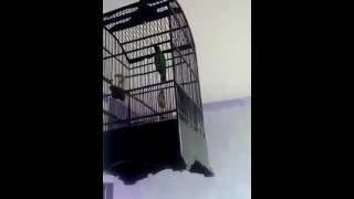 Kicau Burung Kapas Tembak | Burung Cucak Ijo Gacor