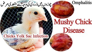 Mushy Chick Disease | Omphalitis | Chicken Yolk Sac Infection | Dr. ARSHAD