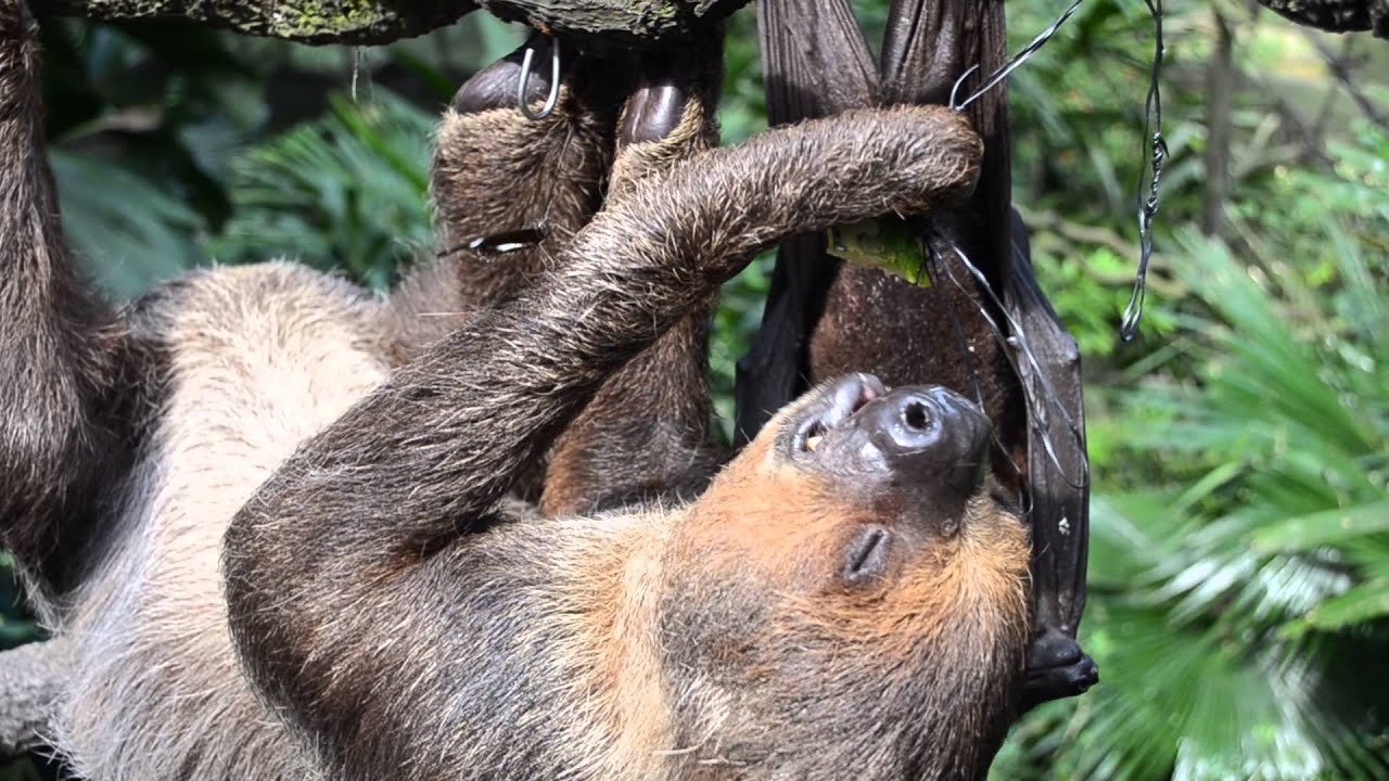 Two-toed sloth & Large flying fox sharing fruits - YouTube