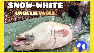 Rare 130 lbs Black and White Catfish with a Zander rod by Yuri Grisendi by Catfish World by Yuri Grisendi 49,125 views 1 year ago 7 minutes, 52 seconds