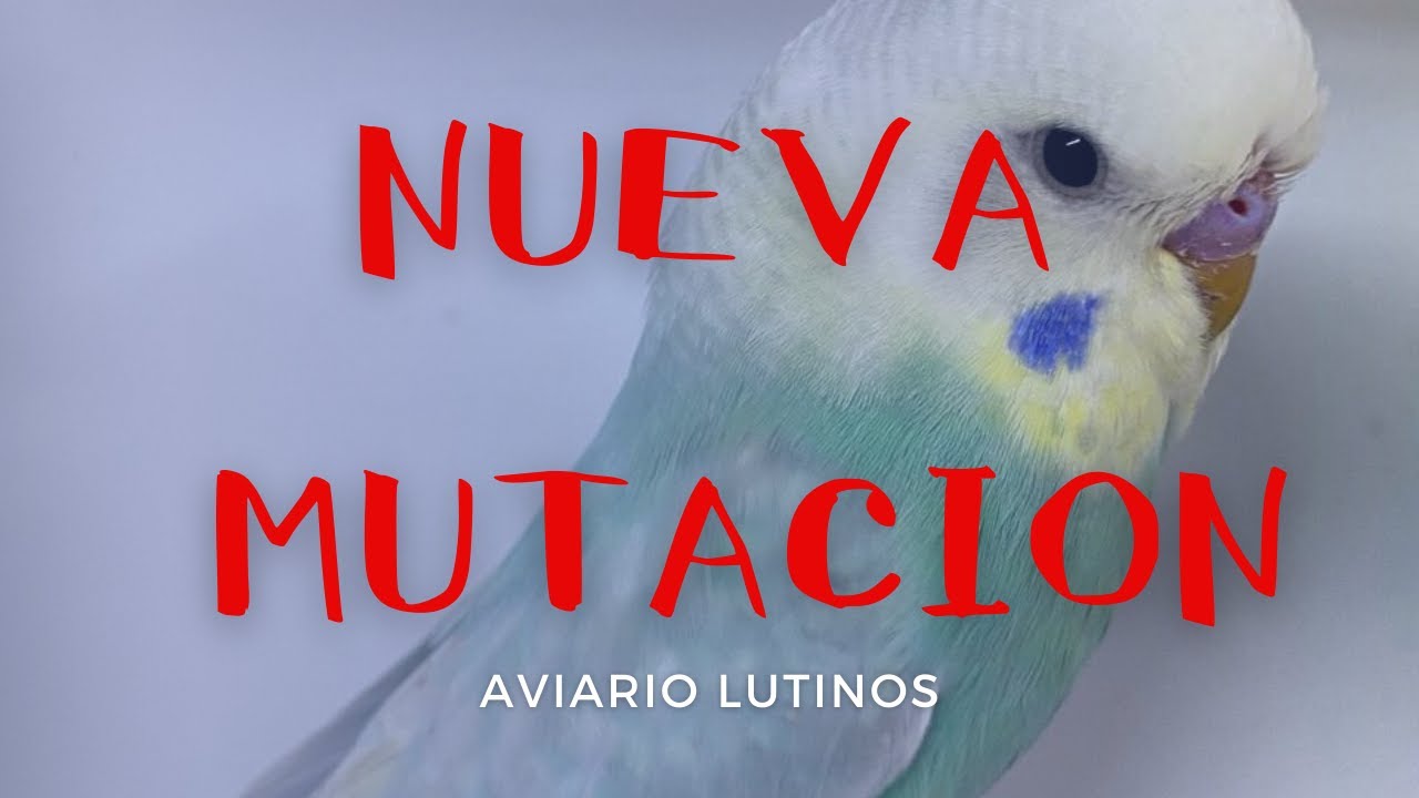 *NUEVA MUTACIÓN WHITECAP* PERIQUITOS RAROS POR EL MUNDO Episodio 4 ...