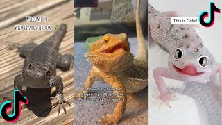 Lizard (Geckos,Bearded,Frilled) TikTok Compilation   2023  4K